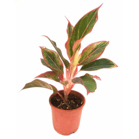 Aglaonema Lipstick